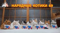 Нарядные Котики расслабляются на солнышке 🌞 🐈🐈⬛🐈 (69)