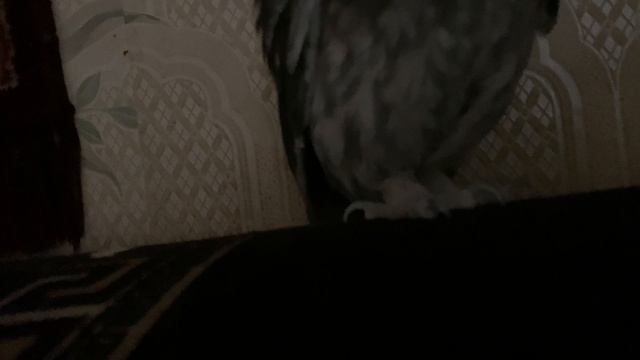 Савёнок 🦉🦉