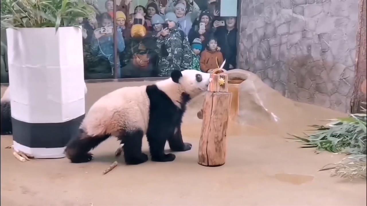 Катюше в День панд подарили съедобную эко-сумку