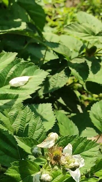 Ежевика Блэк Меджик