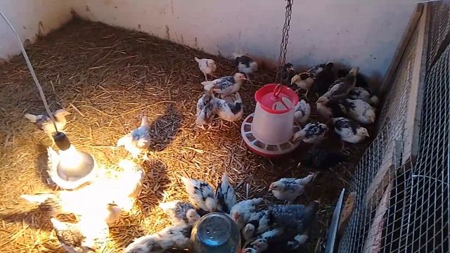 16 марта, как чувствуют себя цыплята в летней кухне