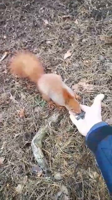 Белка ест из руки человека