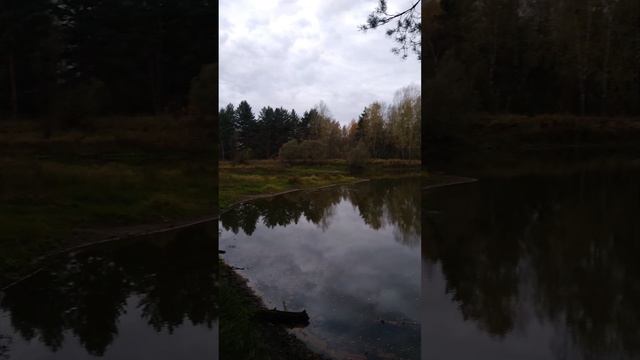 Красивая корневой система у сосен растущих на берегу водоёма Катенка в Клязьминской пойме