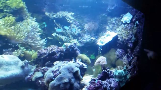 Baltimore Aquarium 2017_02_20