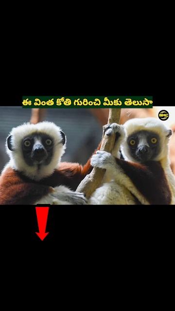 ప్రపంచంలోని వింత కోతి ఇది | Sifaka lemur | #amazingfacts #animals #bmcfacts #interestingfacts#telug