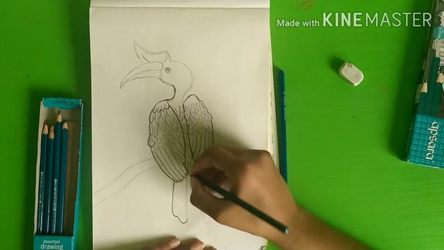 Rhinoceros hornbill drawing