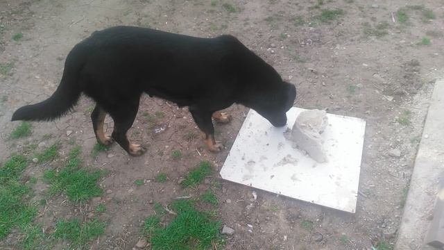VID_20250314_075927