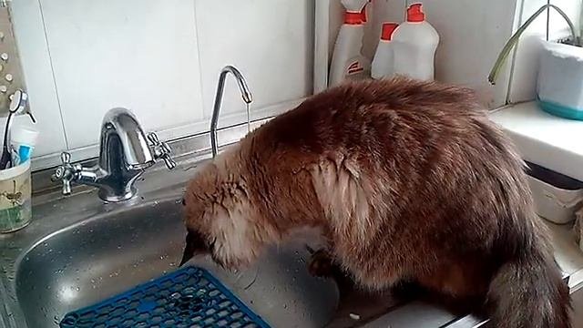 Брасик любит пить воду из-под крана и играть с ней.