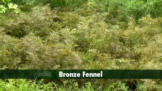 Garden Herbs - Southern Gardening TV, April 6, 2014