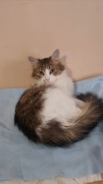 Котенок Лёвушка