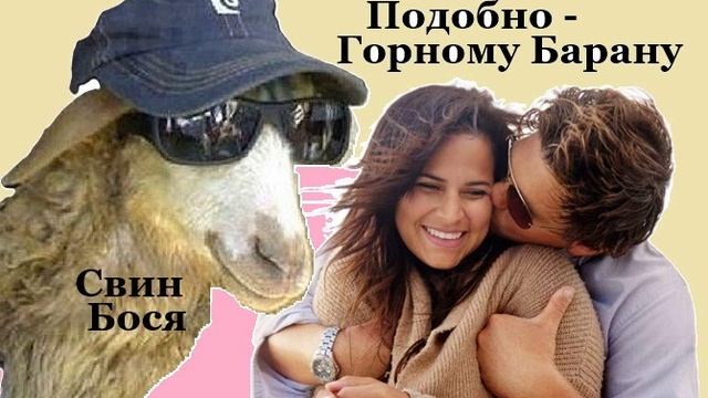 Свин Бося . Подобно Горному Барану...