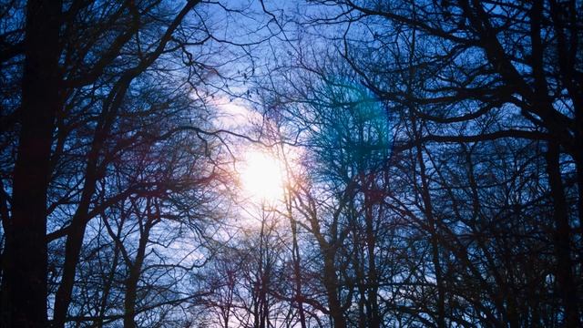 3D ASMR Удивительные звуки леса / Amazing Forest Sounds