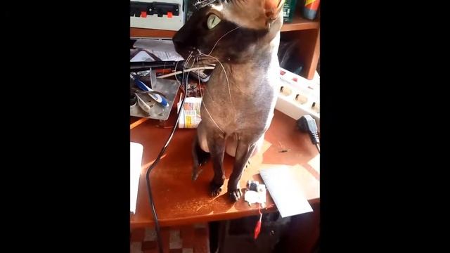 Солнечная панель и нагрузка