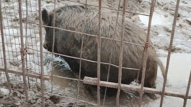 вот живут свини в свинарнике🤢
ВПЕЧАТЛИТЕЛЬНЫМ НЕ СМОТРЕТЬ!