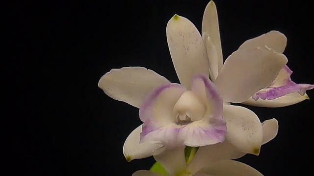 Cattleya intermedia var. coerulea