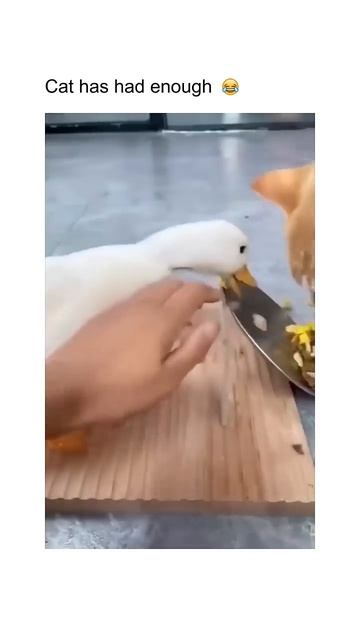😂😂 #nature #trending #trevel #video #animals