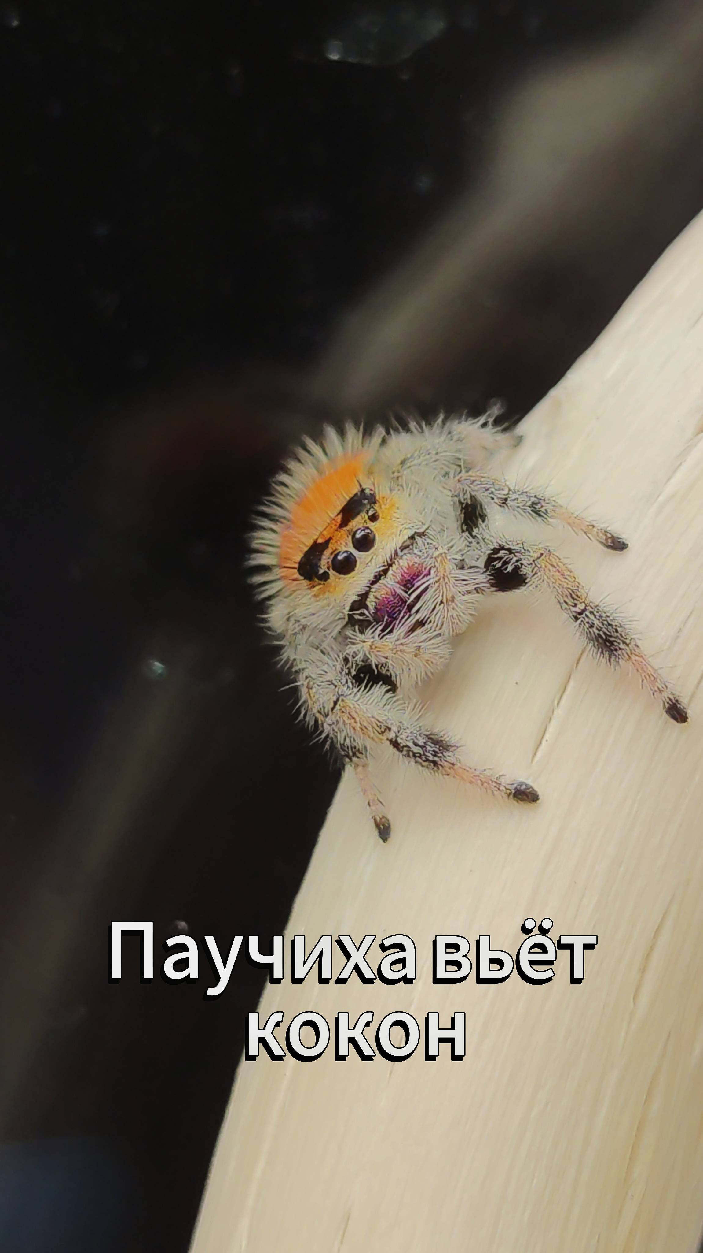 Паучиха вьёт кокон  королевского  скакунчика (Phidippus regius)
