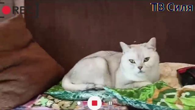Силя кино звезда часть 15 (последняя серия 1-вого сезона)