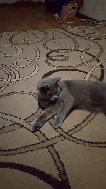 у меня есть Кошка дыма