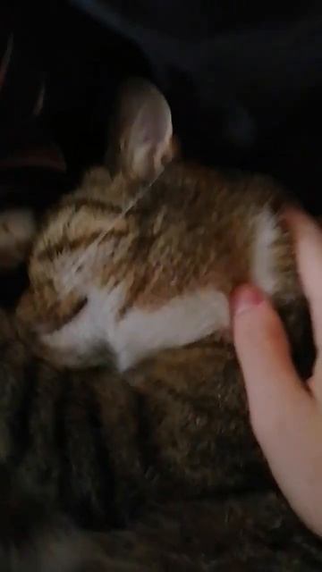 Спят. #спит #кот