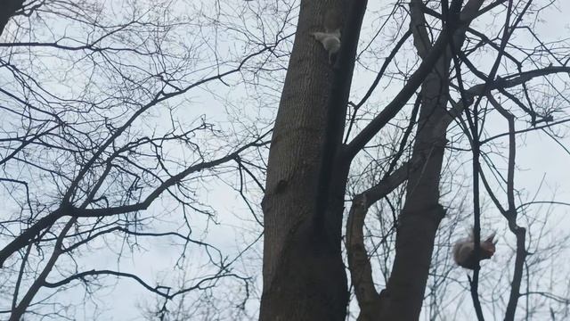 Дятел  Кормушка Очень много Белок Парк