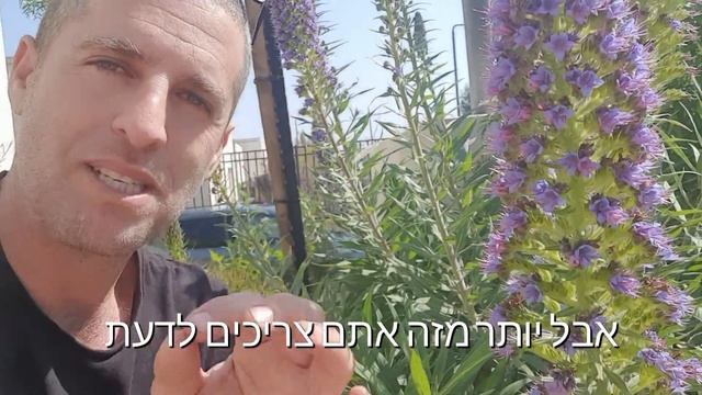 עכנאי הדור הצמח עם הפריחה הכי יפה בגינה