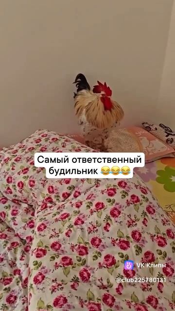 1000033133.mp4