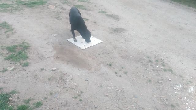 VID_20250315_180601