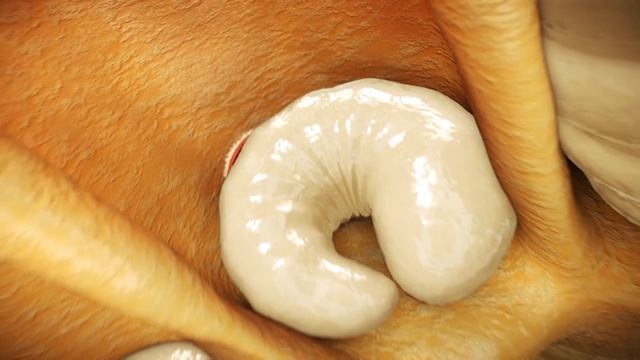 Bienensterben: Die Varroa Milbe