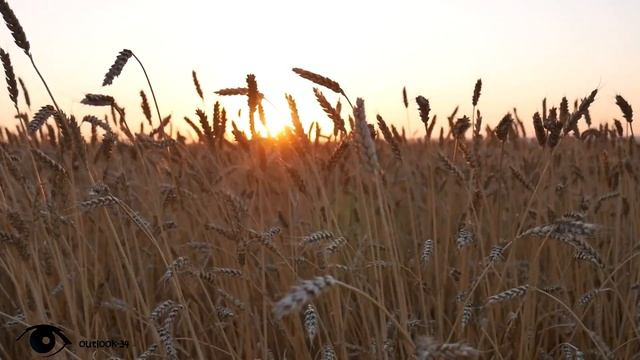 Уборка пшеницы 2017 Волгоград-Качалино