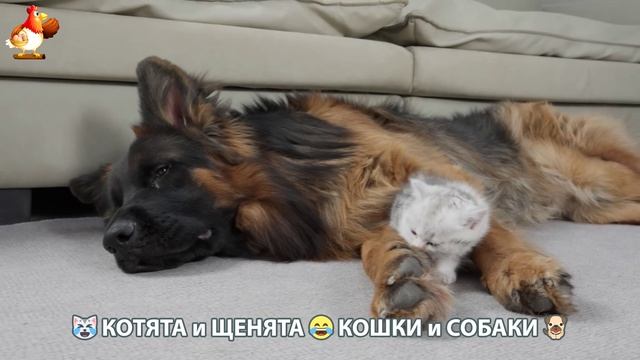 Котята и Щенята 😹 Кошки и Собаки ❣️🥰😂 (26)