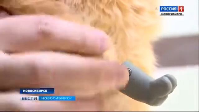 Новосибирские ветеринары поставили на поток операции по биопротезированию