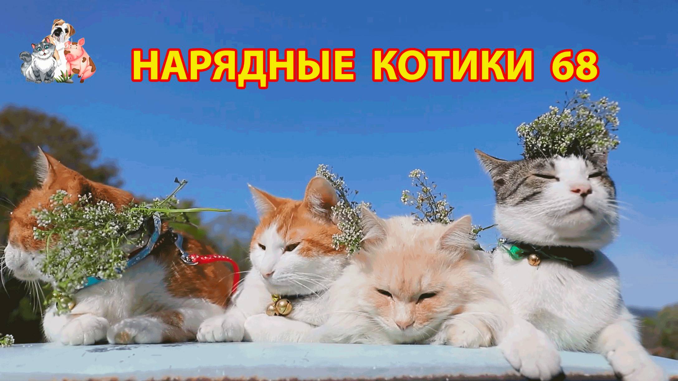 Нарядные Котики расслабляются на солнышке 🌞 🐈🐈⬛🐈 (68)