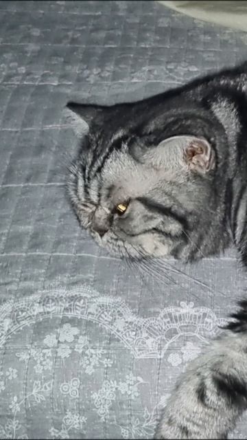 НЕ СПАТЬ, МЫШЬ ПРОСПИШЬ!😾