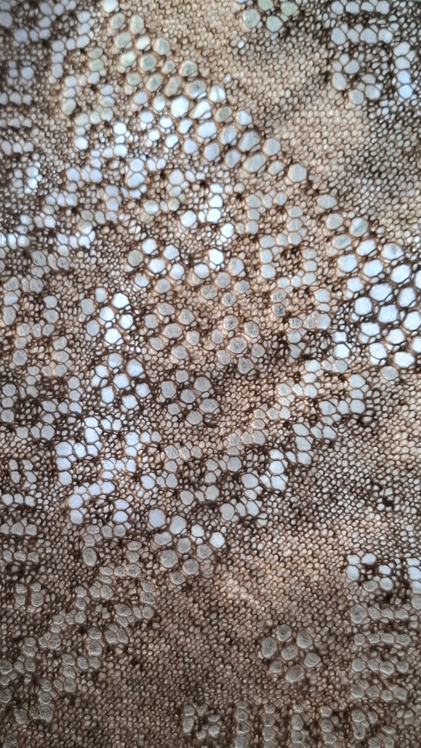 Пуховой платок.Ручная работа.