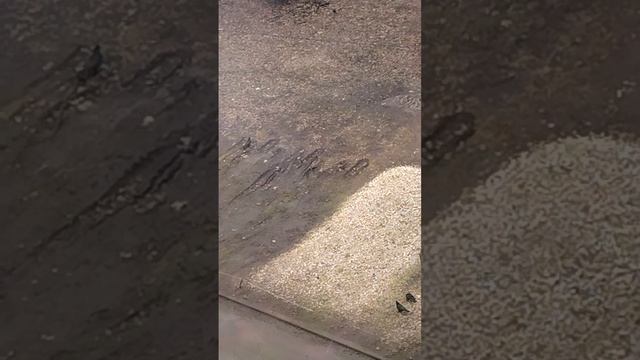 1000037379.mp4