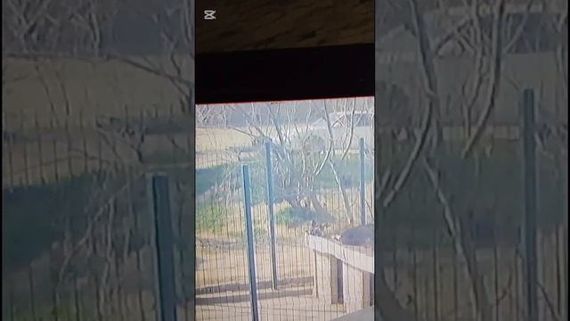 Как чувствуют себя кошки после стерилизации