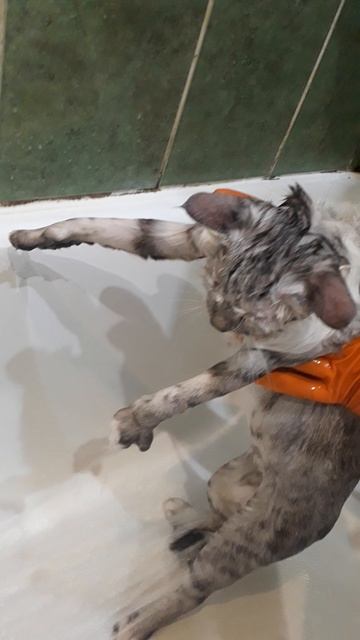 Стираем кота
