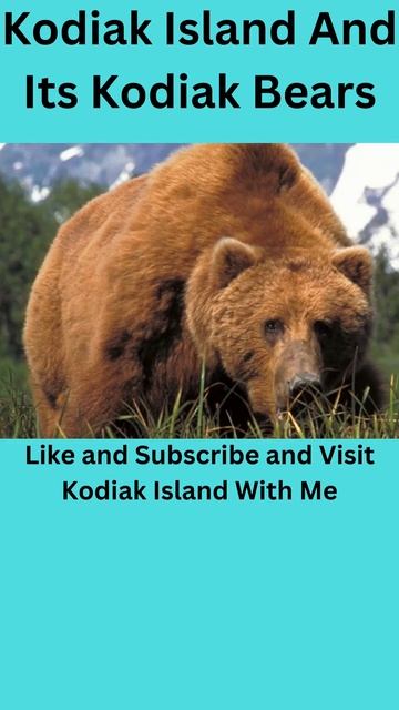 Kodiak Islands' KODIAK BEARS  #shorts