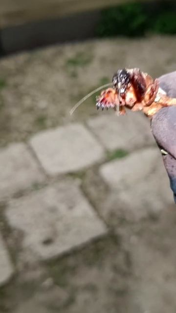 Kaerasori, Gryllotalpa gryllotalpa, European mole cricket - Eesti putukad