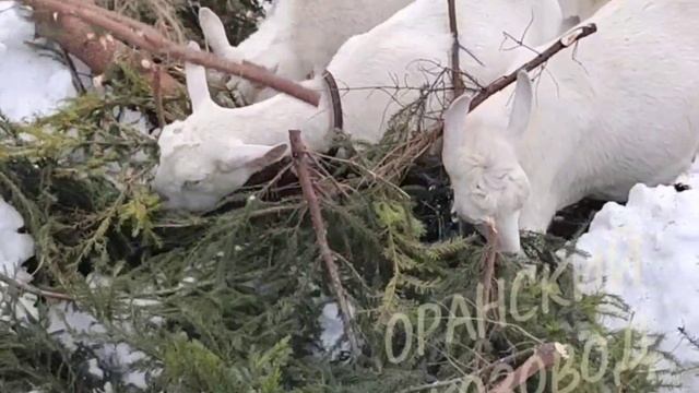 Оранский козовод представляет...