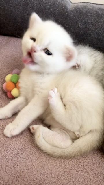Котятам кошки Кайли 26 дней.