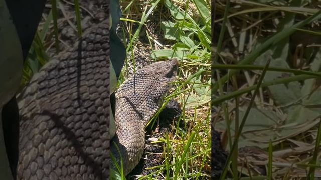 Eastern Hognose Snake