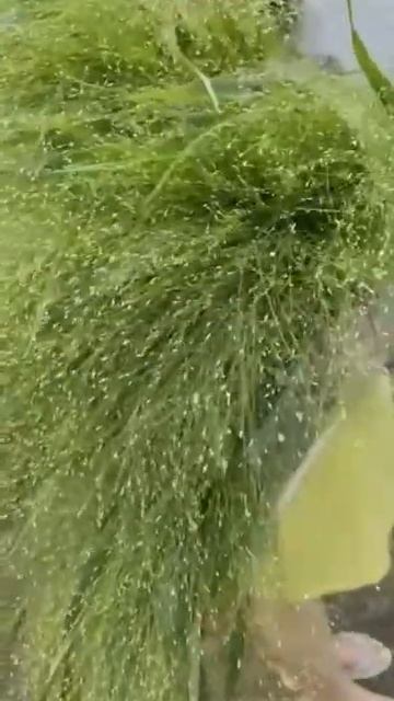 Паникум🍀