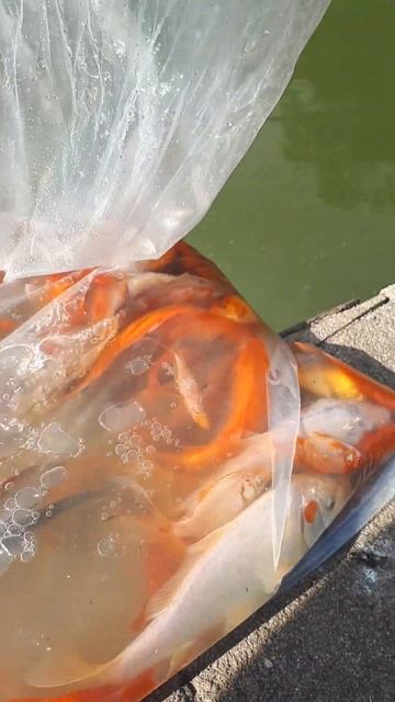 выпускаю в городской пруд карпа кои и комет