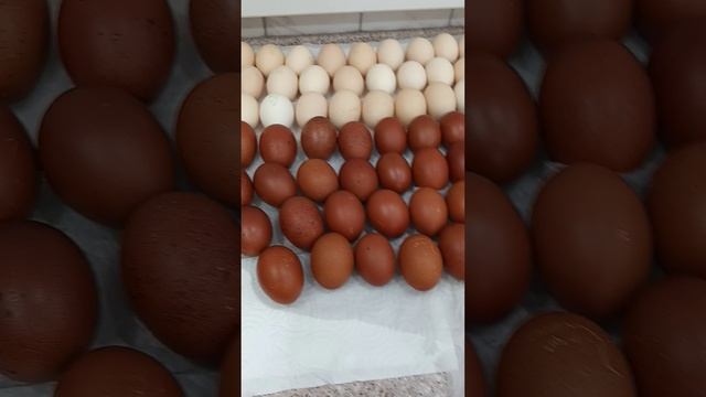 Подготовка яйца к инкубации