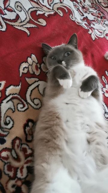 Кошчека блаженствует