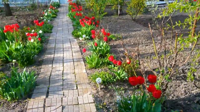 Наш сад /Our garden