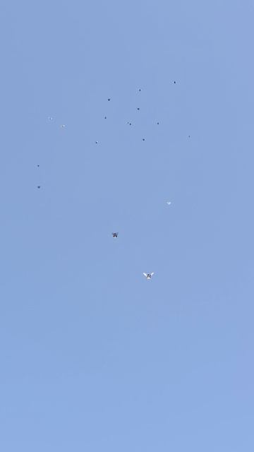 голуби