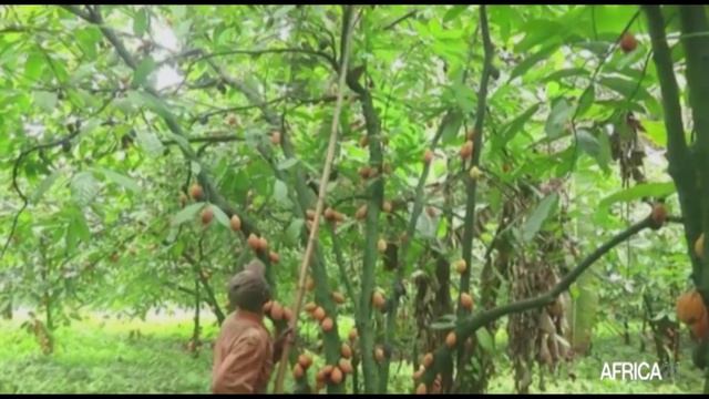 Ghana : la production cacaoyère enregistre une hausse de 630 000 tonnes en 2020/2021